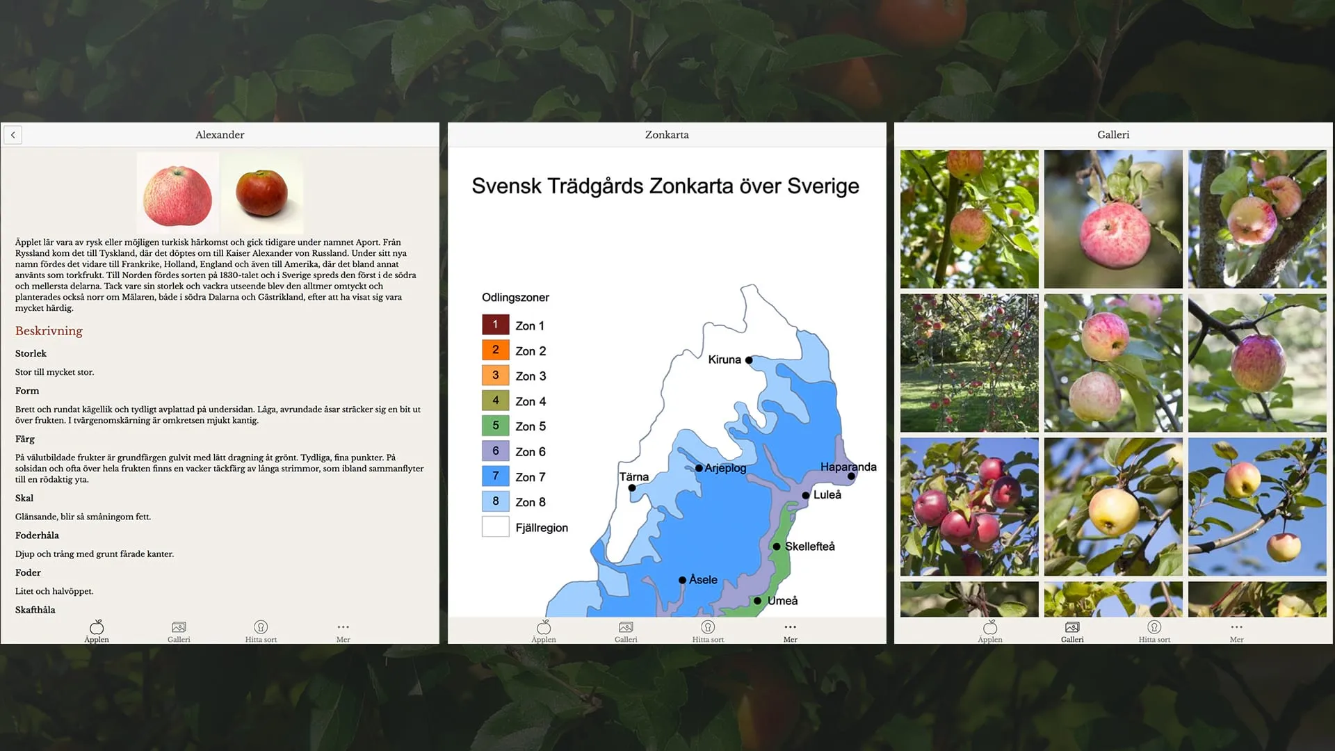 Äppleappen - Image 1